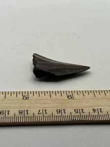 1.75” Great White Shark Tooth Fossil GA Coast V42 - Picture 1 of 5