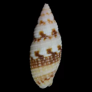 MITRA (Neocancilla) MACULOSA (Palawan, Philippines) 19.7mm #47644 - Picture 1 of 3
