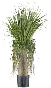 Beaucarnea circa 125 cm, verde in vaso di plastica 15 x 14 cm pianta finta - Foto 1 di 1