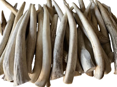 * Dog Chews * 1Lb Small Deer Antler Chews ~ ALL NATURAL ~ ORGANIC ~ No Mess - Image 1 of 2