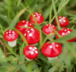 Fairy Garden Accessories Ornaments - 10 x Mushrooms (3-5 days delivery) - Picture 1 of 2