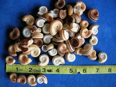 50 - 1/2  To 1  Ram's Horn Craft Shells Seashells Sailor's Valentines Art Crafts • 16.69€