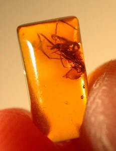 Araña pelícano asesina en ámbar báltico piedra preciosa fósil - Imagen 1 de 11