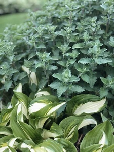 3 Catmint Herb Live Plants: - Picture 1 of 2