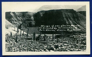 Pre-Glacier Forests Stumps Muir Glacier Bay Alaska al photo postcard - Picture 1 of 2