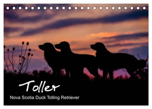 Toller - Nova Scotia Duck Tolling Retriever (Tischkalender 2026 DIN A5 quer),... - Bild 1 von 15