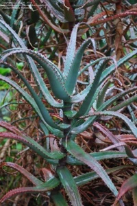 ALOE DIVARICATA SEEDS - Rare cool aloe - 10 seeds - Picture 1 of 1