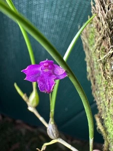 AAO Orchid-Neolauchia Pulchella - Picture 1 of 4