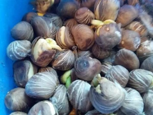 SABA NUT / Malabar Chestnut tree (Pachira aquatica) 10 seeds - Picture 1 of 5