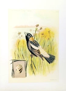 Art Greeting Card Bird Reed Water Lake Ocean Animals - Picture 1 of 1