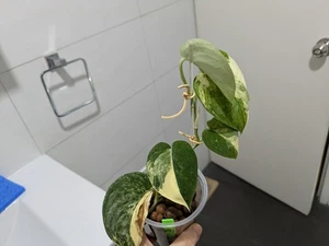 scindapsus Mangurai/Argyraeus variegated (A, plant w/ 5leaves) - Picture 1 of 7