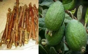 5x piezas PIÑA GUAYABA esquejes vástagos Acca sellowiana. 'Feijoa' autofértil - Imagen 1 de 1