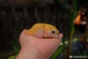 【En stock】Estatua de gecko (mandarina) leopardo animal cuerpo celestial Eublefaris - Imagen 1 de 5