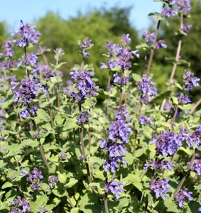 CATNIP SEEDS 200+ mint essential garden culinary herb medicinal bees fragrant - Picture 1 of 2