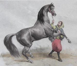 VICTOR ADAM Araber Pferd TANGER nach Lithographie um 1850 Handkoloriert RAR - Bild 1 von 6