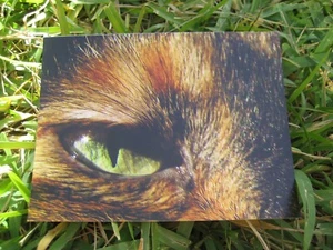 Schöne orange schwarze Katzenauge Postkarte - Bild 1 von 1