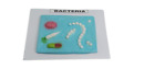 Bacteria Educational Model Microbiology,Bacterial structure AjantaExports