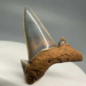 Fósil superior 1,04" SERRATOLAMNA KOERTI diente de tiburón - río Suwannee, FL - Imagen 1 de 6