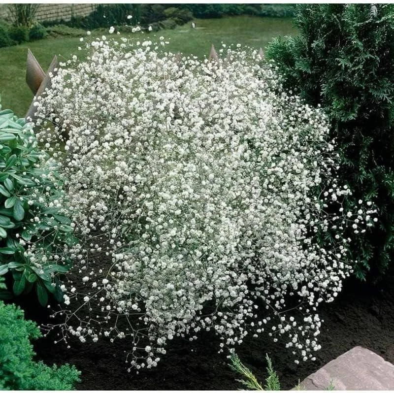 Gypsophila paniculata, Hohes Schleierkraut 100 Samen - Bild 1 von 1