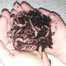 100Grams Dendrobaena Composting worms