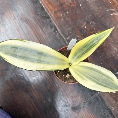 Snake Plant - Sanservieria Trifasciata ‘Ghost’  Rare- Exact Plant - 4” Pot - “A” - Image 1 of 4