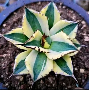 Agave titanota Snaggle Tooth VARIEGATED rare succulent plant - Picture 1 of 3