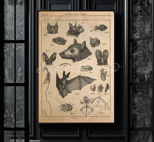 POSTER PRINT assortiti pipistrelli spettrali poster stampa pipistrello anatomia scheletro Halloween - Foto 1 di 5