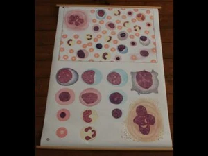 N.o 2031/II Das Blood tarjeta de enseñanza Museo Alemán de la Higiene vintage (NUEVO DE LOTE ANTIGUO) - Imagen 1 de 1