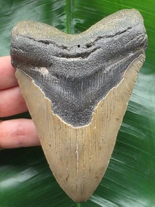 12,4 cm graubrauner Zahn des Megalodon - Hai Haizahn Fossil - Bild 1 von 7