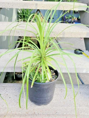 Beaucarnea Recurvata Ponytail Palm Tree Live Indoor Plant 8" Pot Elephant Foot - Image 1 of 4