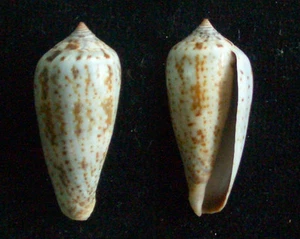 Seashell Conus cinereus gabrieli 36-39 mm gema/F++ - Imagen 1 de 1
