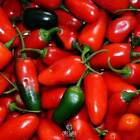 Pepper Jalapeno Organic. Hot chilly pepper 10 PCS fresh seeds, organic non-GMO