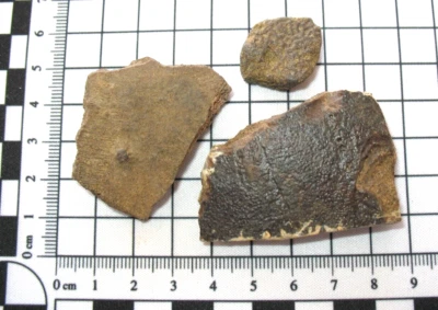 Cretaceous Hell Creek dinosaur age Turtle shell fossil PREDATED bite mark joblot - Image 1 of 4