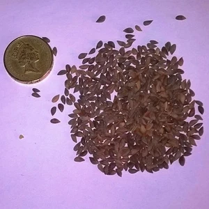 Norway Spruce, Picea Abies, Christmas Tree Conifer and Bonsai Tree X 100 Seeds - Picture 1 of 2