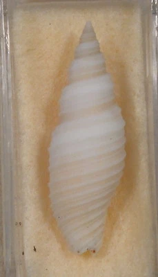 Mitra Neocancilla Circula 34 mm arrastrado fuera del sur de la India Foto 1 de 4