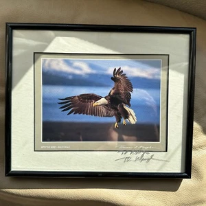 Foto Thomas D. Mangelsen "Nell'aquila selvaggia - calva" firmata incorniciata 1993 - Foto 1 di 9