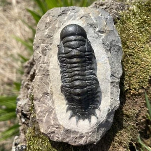 Trilobite Fossil Crotalocephalus gibbus. DEVONIAN Period .MOROCCO.  - Picture 1 of 12
