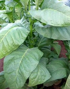 Tabaksamen Indian Black Samen Zigarren Zigaretten Tabak - Bild 1 von 7