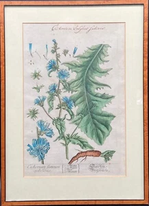 Antique Copper Engraving Cichorium Sativum Or Garden Chicory - Picture 1 of 12