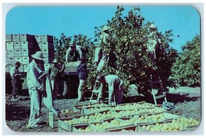 c1950 Harvesting Crew Picking Oranges Ladder Crates Rio Grande Texas TX Postcard - Picture 1 of 2