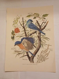 VINTAGE ARTHUR SINGER Print #2 Cardinals flowers bird Nature  - Picture 1 of 8