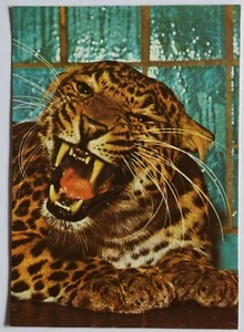 Postkarte - China Leopard (Raubkatze) - Bild 1 von 2