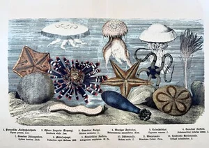 1870c Jellyfish Seastars, Kunziger, fine double folio with hand colour - Picture 1 of 2