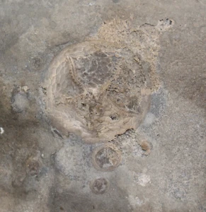Edrioasteroidea, Belochthus, Isorophusella, Ordovizium, Ontario, Kanada -c199 - Picture 1 of 6