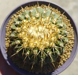 Pianta succulenta vivente 7,5 cm Copiapoa columna-alba WYSIWYG Cristata radice povera - Foto 1 di 2