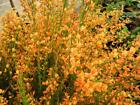 CYTISUS 'APRICOT GEM' - STARTER PLANT - APPROX 6 INCH - NO SHIP WEST COAST