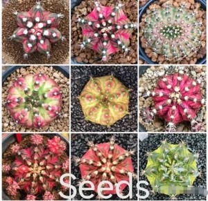 Gymnocalycium stenopleurum.var.  Samen 100/300/500 Stück - Bild 1 von 4