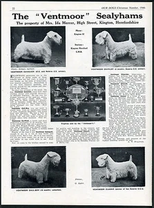 SEALYHAM TERRIER UNSERE HUNDE 1946 HUNDERASSE ZWINGER WERBUNG DRUCKSEITE VENTMOOR - Bild 1 von 1