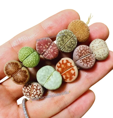 10 Lithops surtidos de 0,5" (piedras vivas) — mezcla suculenta saludable de 2 años Foto 1 de 4