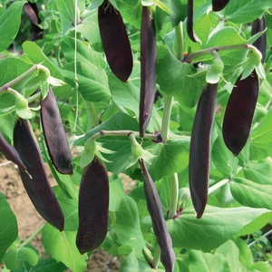 Guisante azucarero morado - Shiraz 10+ semillas - ¡DULCE MIEL y RENDIMIENTO! ... - Imagen 1 de 1